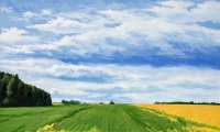 summer fields / acrylic / 30 x 24 in.